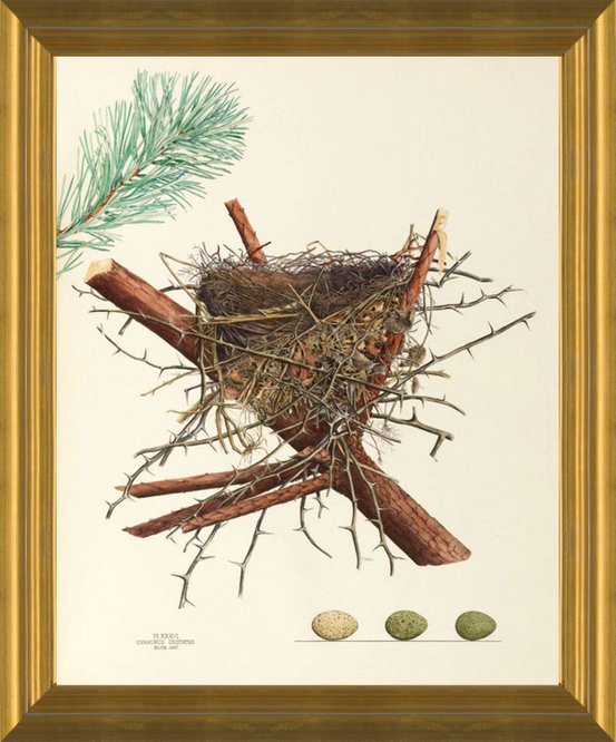 Art Prints Of Blue Jay Nest Plate Xxxvi American Bird Nests