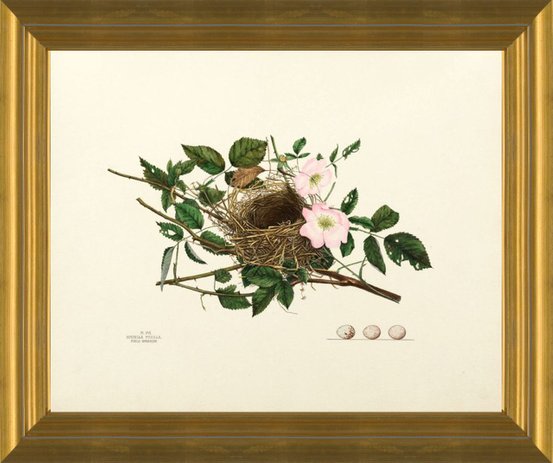 sparrow bird nest