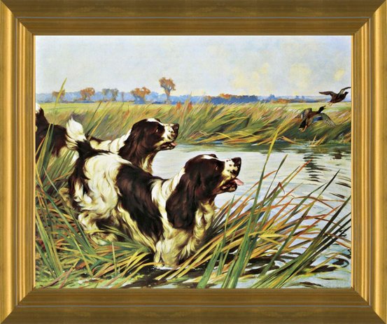 Art Prints of Springer Spaniels by Arthur Wardle