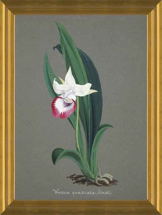 Art Prints of Warrea, No. 43, Orchid Collection