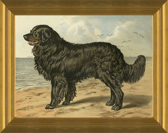 Newfoundland best sale dog art