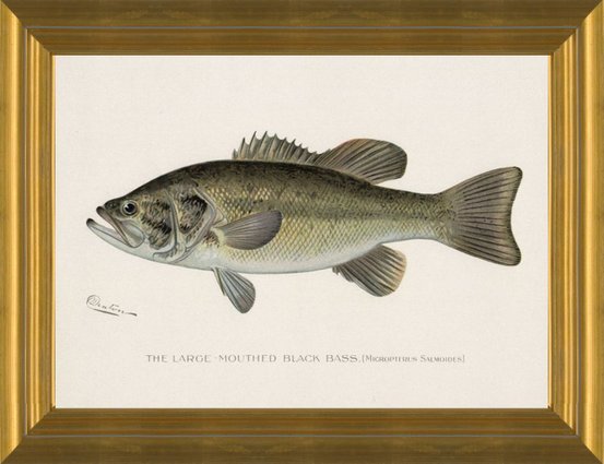Art Prints of Large Mouth Bass by Sherman Foote Denton
