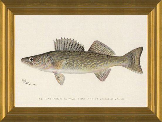 Art Prints of Pike Perch or Walleye by Sherman Foote Denton