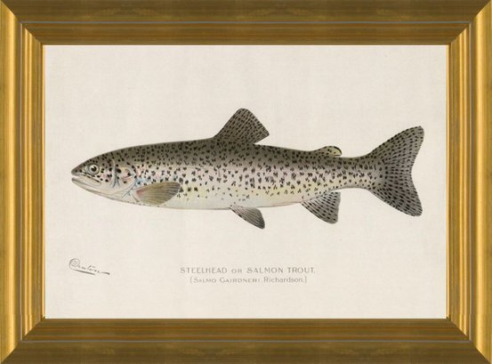 Brown Trout Art Print Antique Denton Fish Print Reproduction