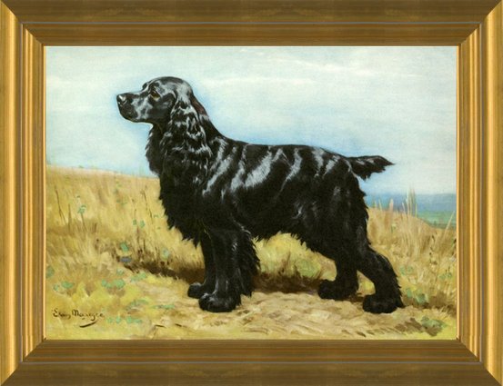 all black spaniel
