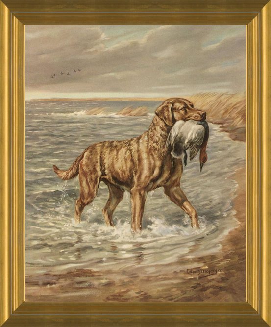 Megargee MATTED Chesapeake Bay Retriever Dog Print 