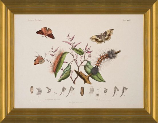 Art Prints of Plate 19 of Australian Lepidoptera and Transformations by Helena Scott