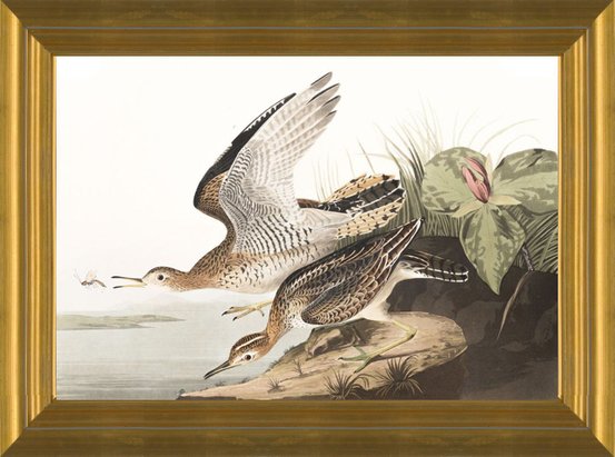 Art Prints of Bartram Sandpiper by John James Audubon