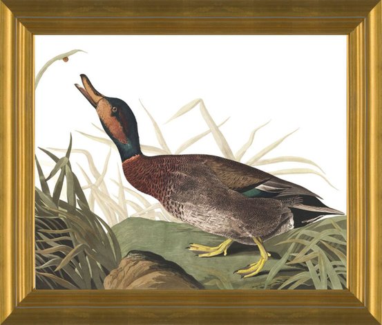 Art Prints of Bemaculated Duck by John James Audubon