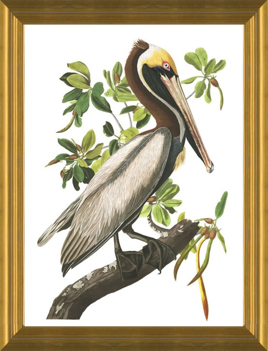 Art Prints of Brown Pelican by John James Audubon