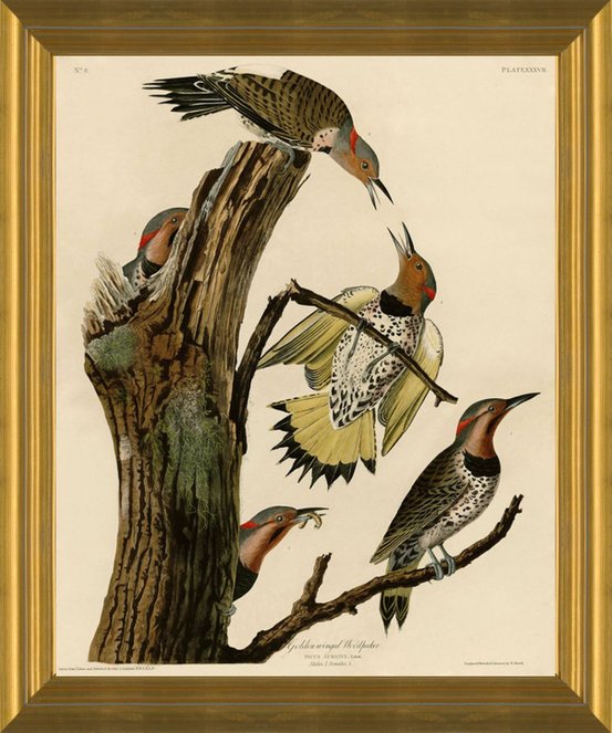 Bird Woodpecker Decorative Watercolor Painting at Rs 1500