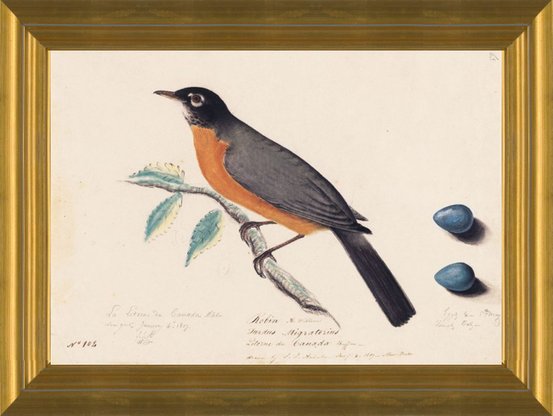 Art Prints of Robin by John James Audubon