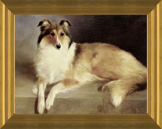 Border Collie Dog with Smooth Collie Dog available as Framed Prints,  Photos, Wall Art and Photo Gifts