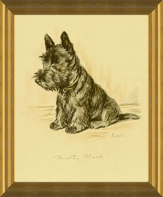 Art Prints Of Timothy Scottish Terrier By Lucy Dawson