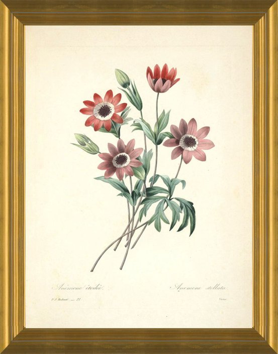 Art Prints of Anemone, Plate 24 by Pierre-Joseph Redoute