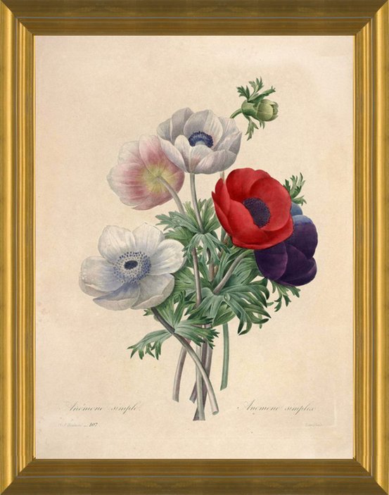 Art Prints of Anemone, Plate 110 by Pierre-Joseph Redoute