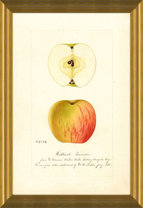 Art Prints of Hubbard's Pearmain Apples by William Henry Prestele