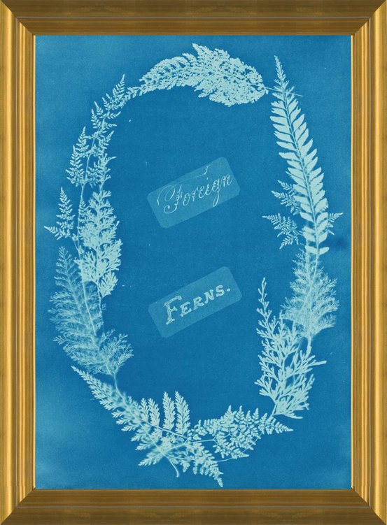 Affiche : Ferns, Specimen of Cyanotype - Anna Atkins