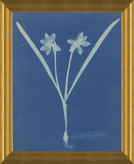 Art prints of Leucojam Varium or Giant Snowflake or Snowdrops by